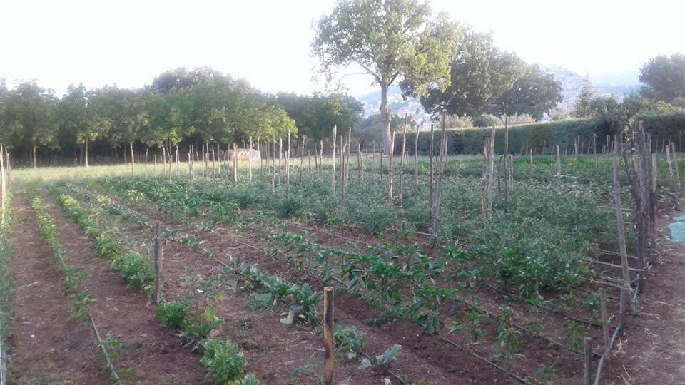 Agriturismo Tre Santi Villa Padula Ngoại thất bức ảnh